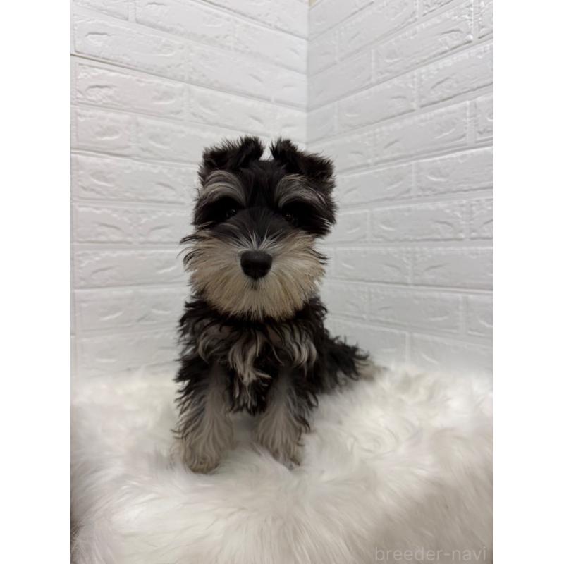 販売中の岡山県のミニチュアシュナウザー-439567の4枚目