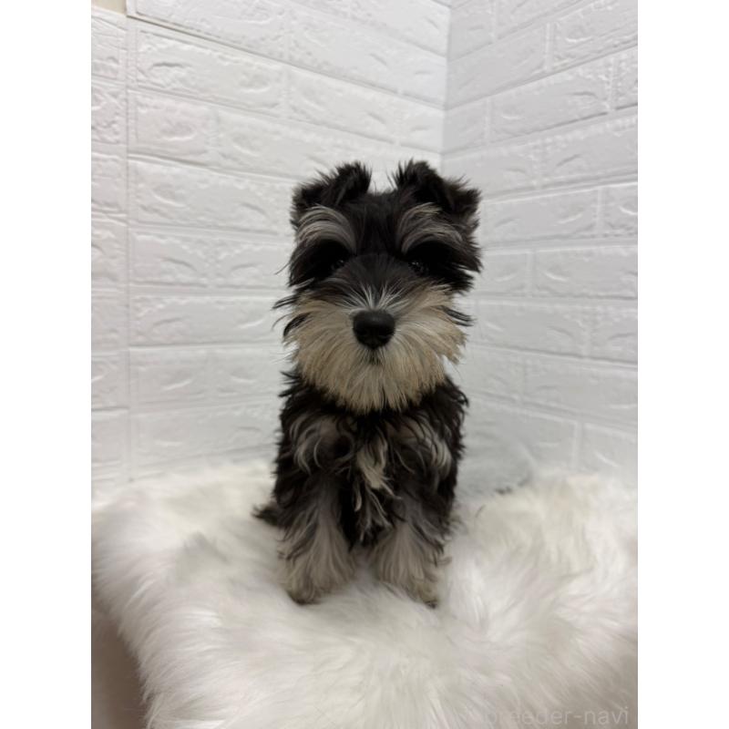 販売中の岡山県のミニチュアシュナウザー-439567の2枚目