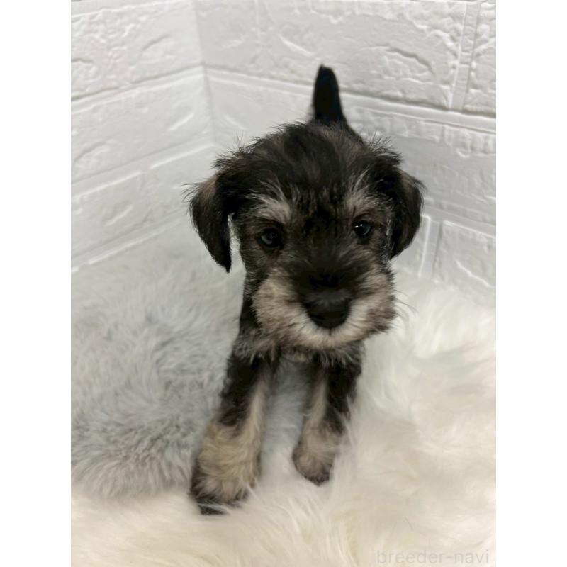 販売中の岡山県のミニチュアシュナウザー-439568の11枚目