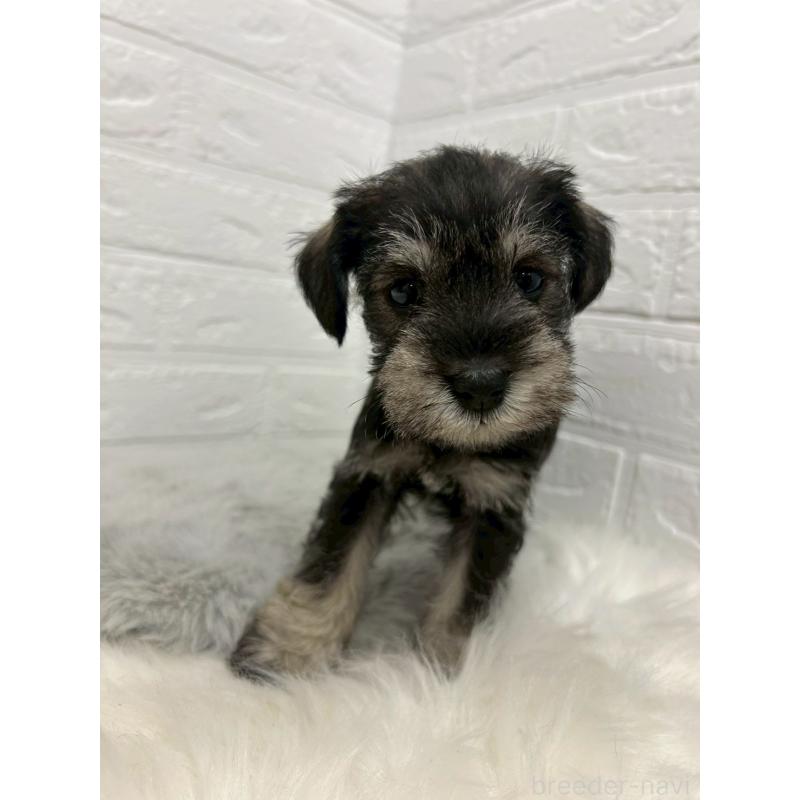 販売中の岡山県のミニチュアシュナウザー-439568の9枚目