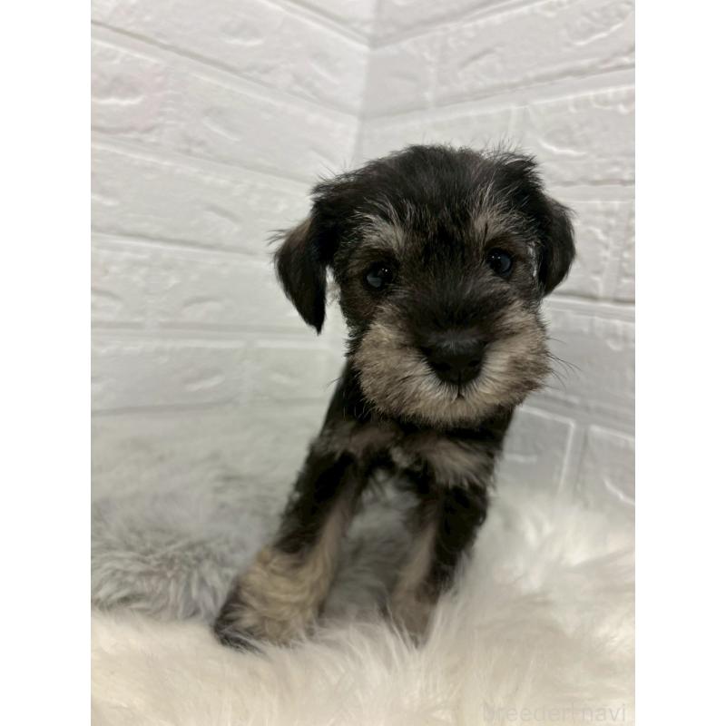 販売中の岡山県のミニチュアシュナウザー-439568の8枚目