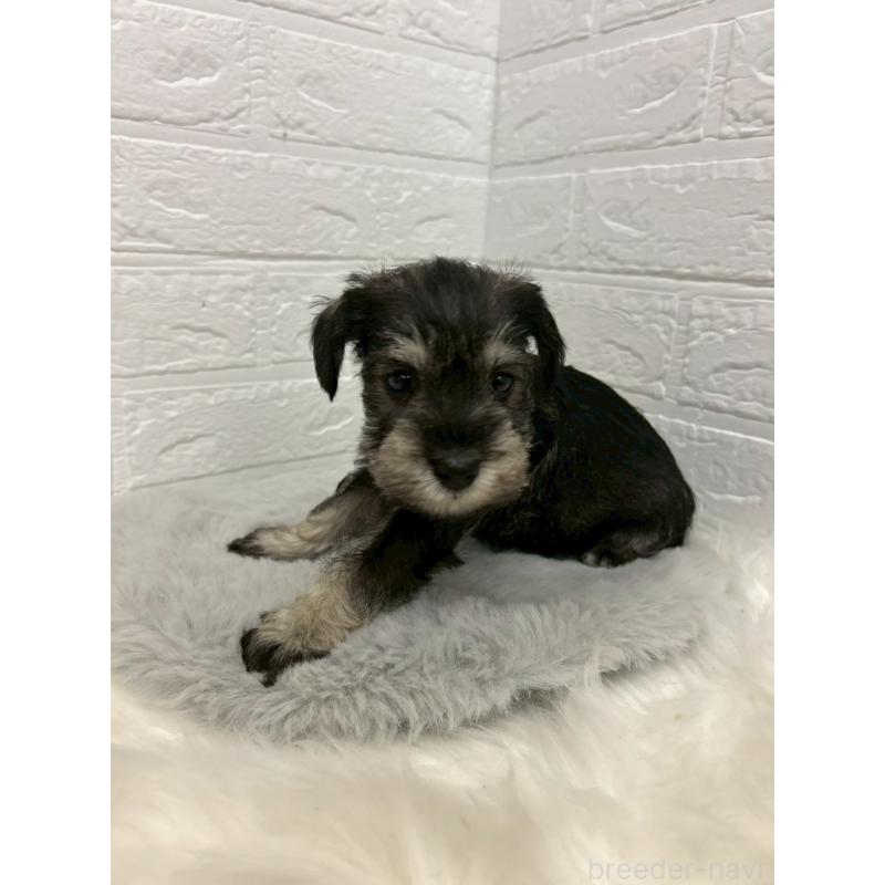 販売中の岡山県のミニチュアシュナウザー-439568の7枚目