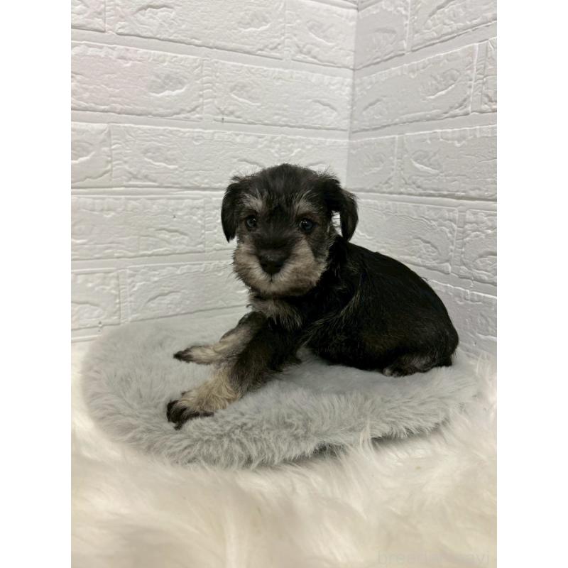 販売中の岡山県のミニチュアシュナウザー-439568の6枚目