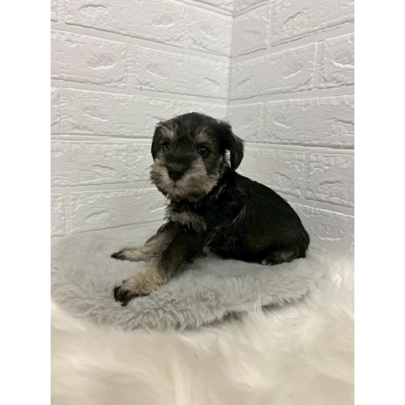 販売中の岡山県のミニチュアシュナウザー-439568の5枚目