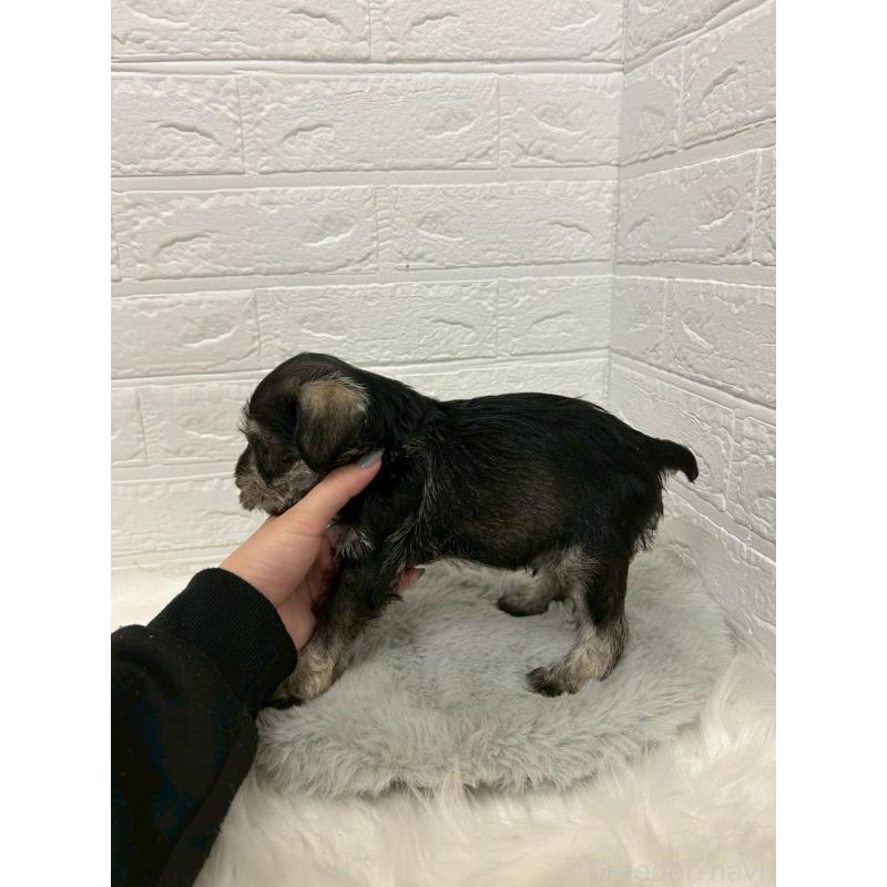 販売中の岡山県のミニチュアシュナウザー-439568の4枚目