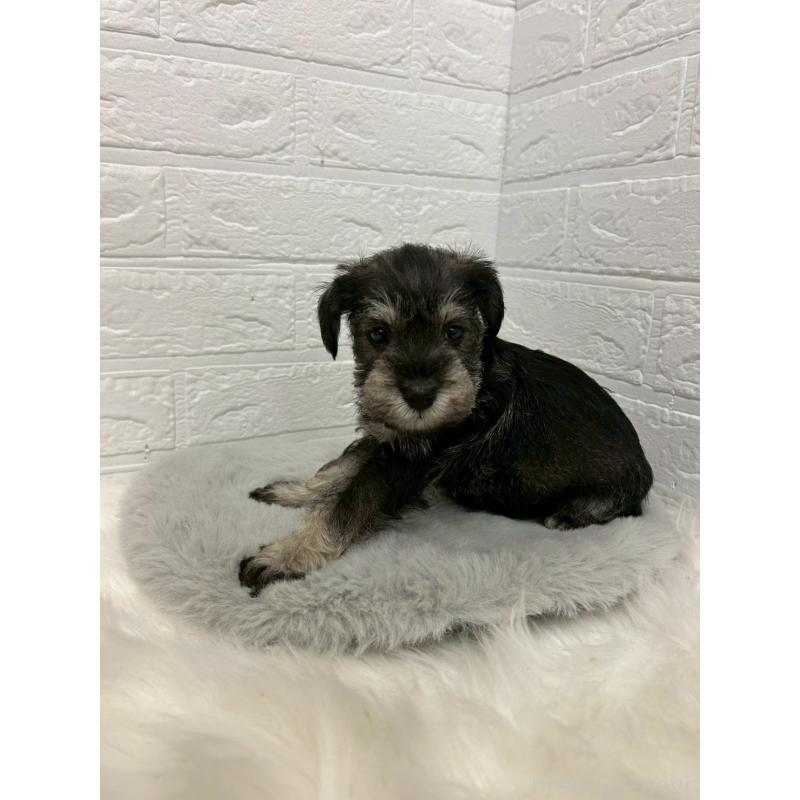 販売中の岡山県のミニチュアシュナウザー-439568の3枚目