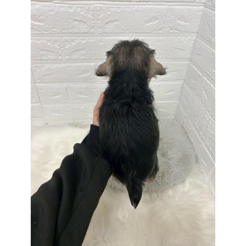 販売中の岡山県のミニチュアシュナウザー-439568の2枚目