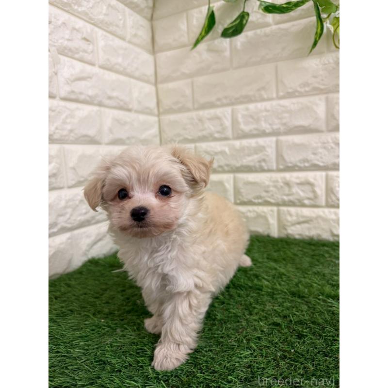 販売中の岡山県のチワプー:チワワ×トイプードル-439569の11枚目