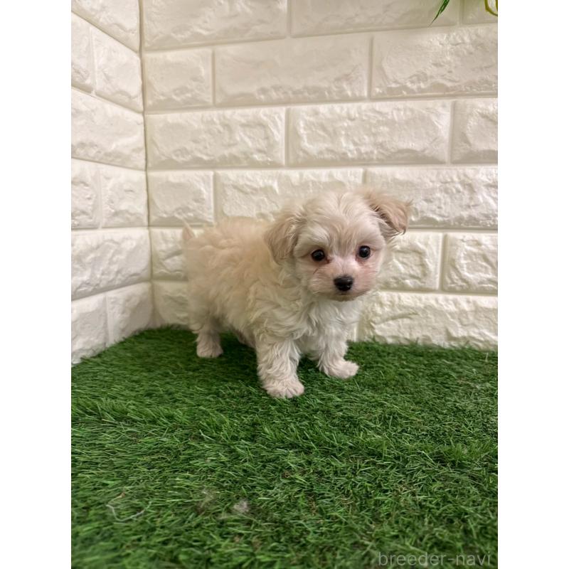 販売中の岡山県のチワプー:チワワ×トイプードル-439569の10枚目