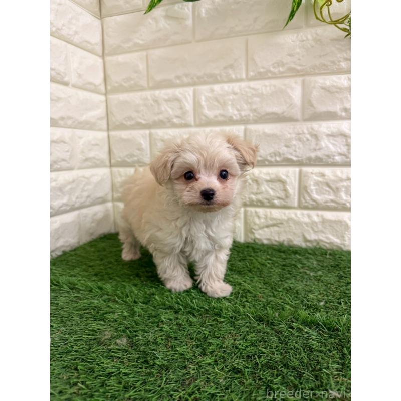 販売中の岡山県のチワプー:チワワ×トイプードル-439569の8枚目