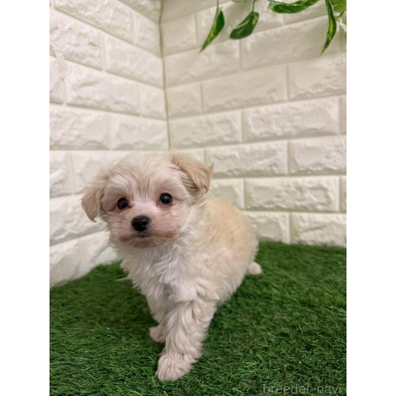 販売中の岡山県のチワプー:チワワ×トイプードル-439569の7枚目