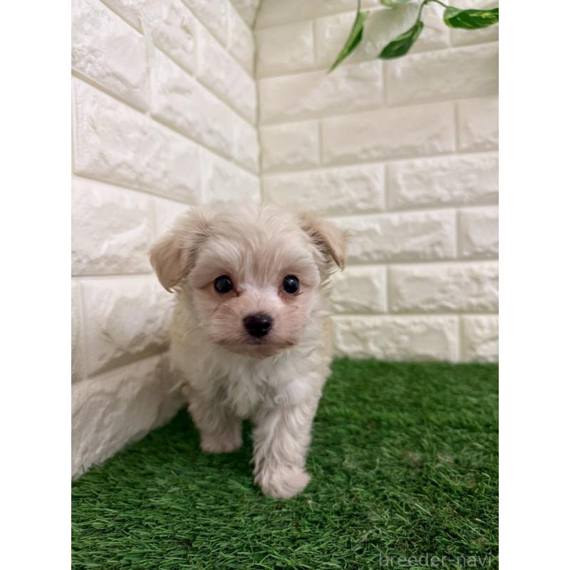 販売中の岡山県のチワプー:チワワ×トイプードル-439569の6枚目