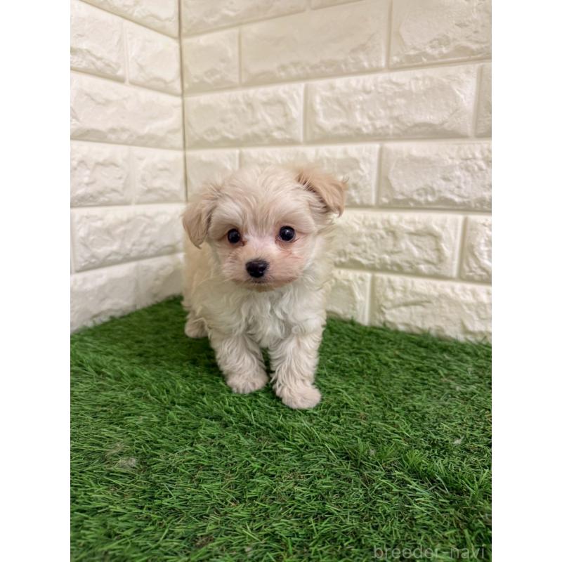 販売中の岡山県のチワプー:チワワ×トイプードル-439569の5枚目