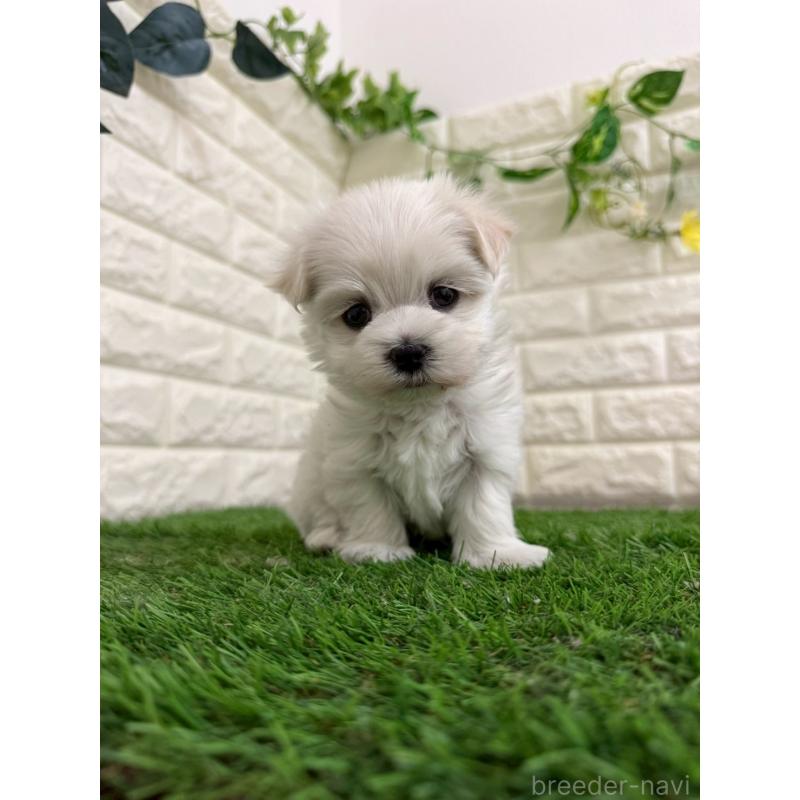 販売中の岡山県のマルチーズ-439570の13枚目