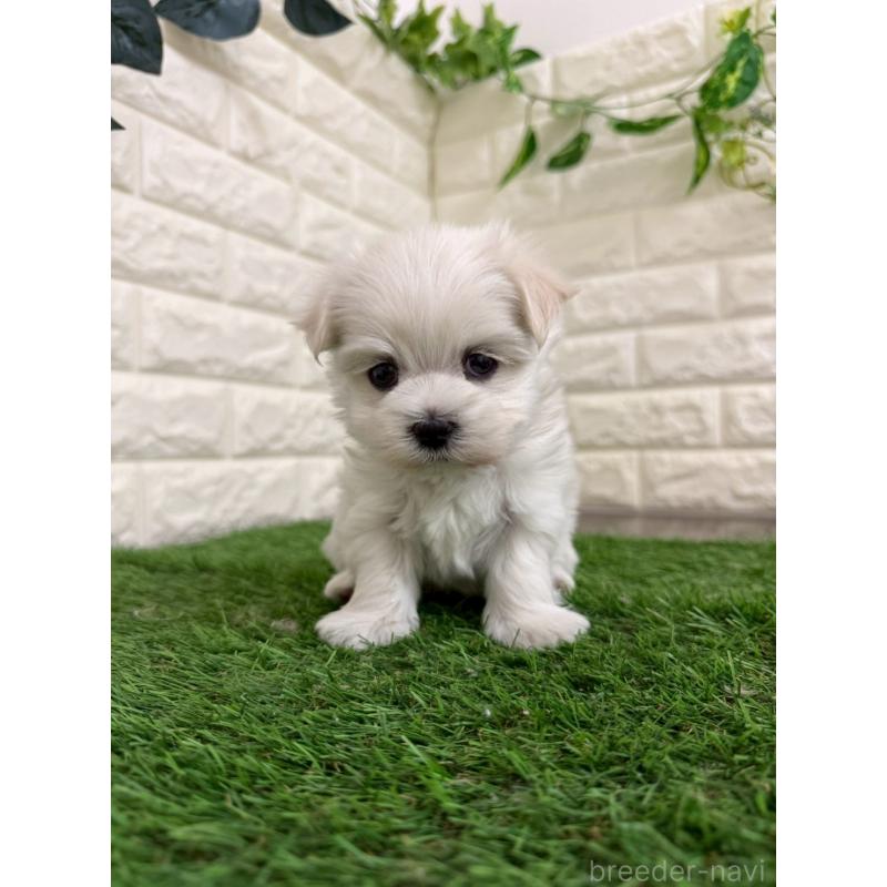 販売中の岡山県のマルチーズ-439570の12枚目