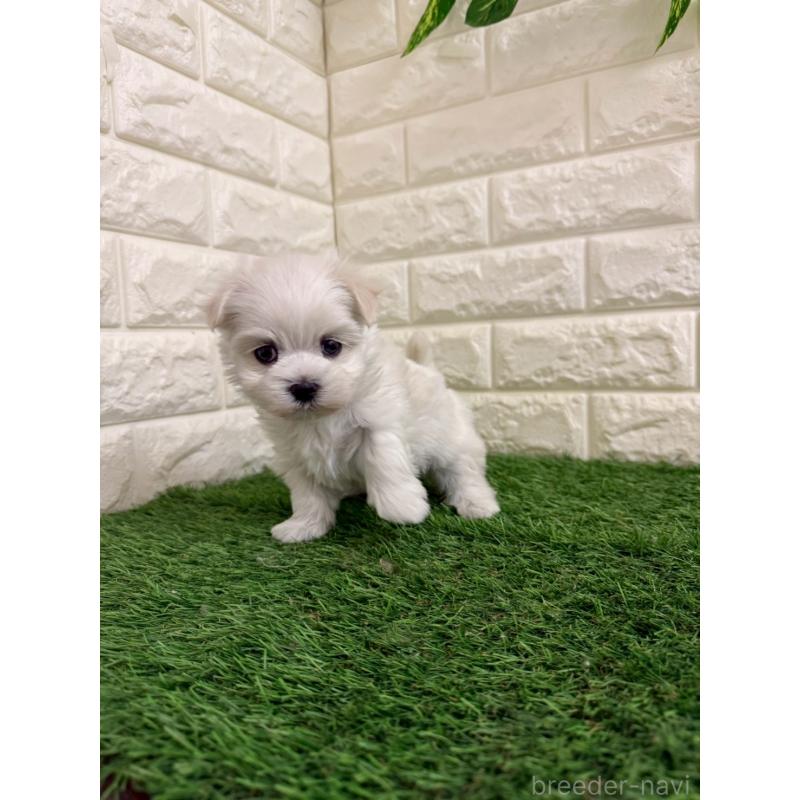 販売中の岡山県のマルチーズ-439570の11枚目