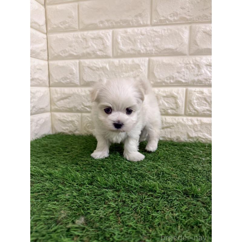 販売中の岡山県のマルチーズ-439570の8枚目