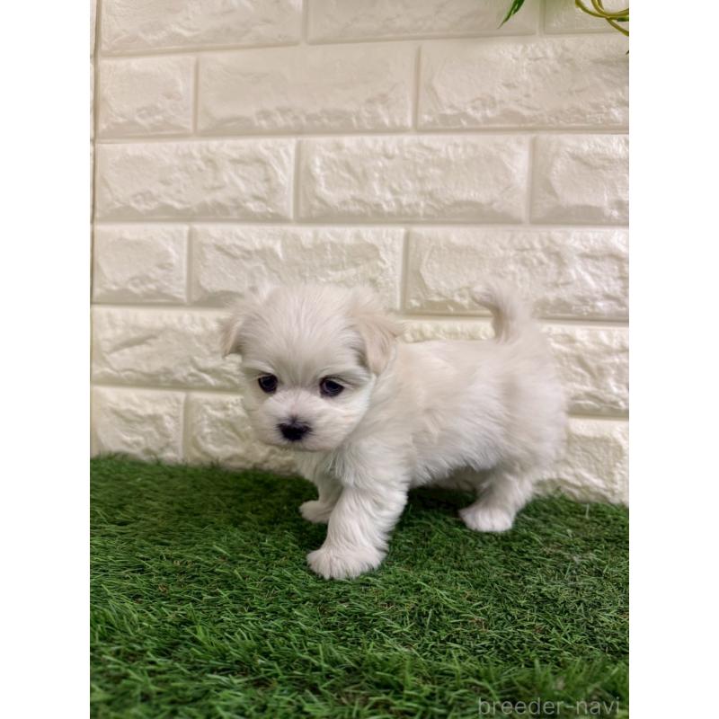 販売中の岡山県のマルチーズ-439570の7枚目