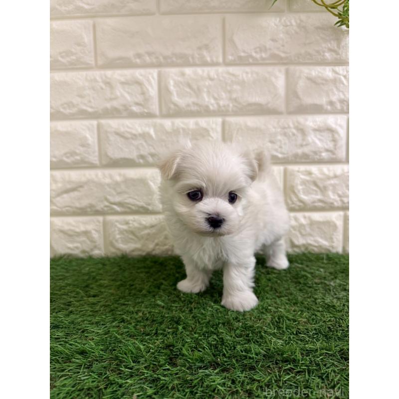 販売中の岡山県のマルチーズ-439570の6枚目