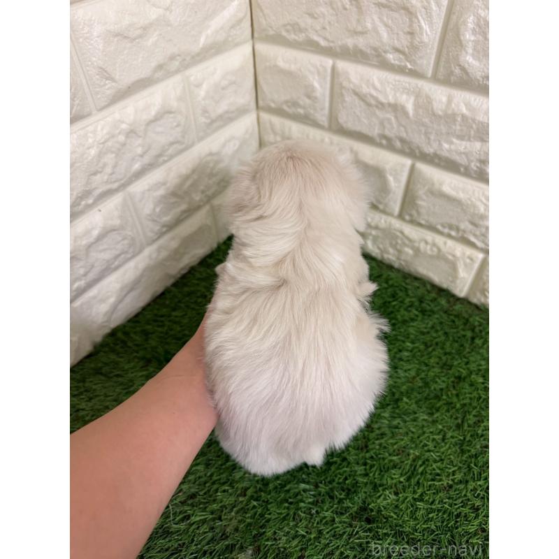 販売中の岡山県のマルチーズ-439570の5枚目