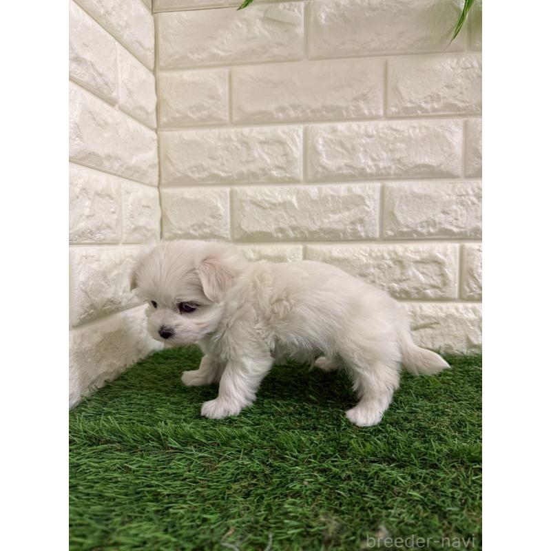 販売中の岡山県のマルチーズ-439570の4枚目