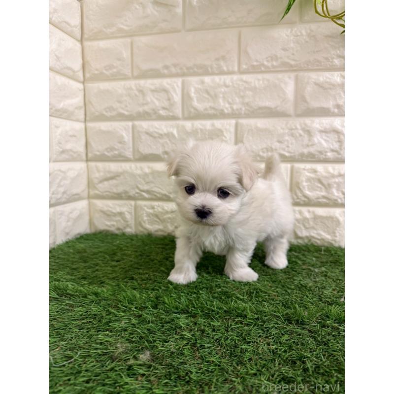 販売中の岡山県のマルチーズ-439570の3枚目