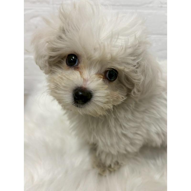 販売中の岡山県のビションプー:ビションフリーゼ×トイプードル-439571の12枚目