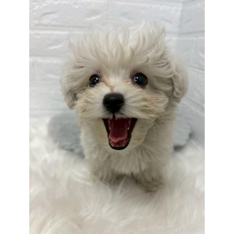 販売中の岡山県のビションプー:ビションフリーゼ×トイプードル-439571の11枚目