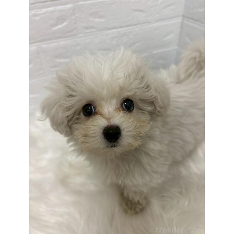 販売中の岡山県のビションプー:ビションフリーゼ×トイプードル-439571の10枚目