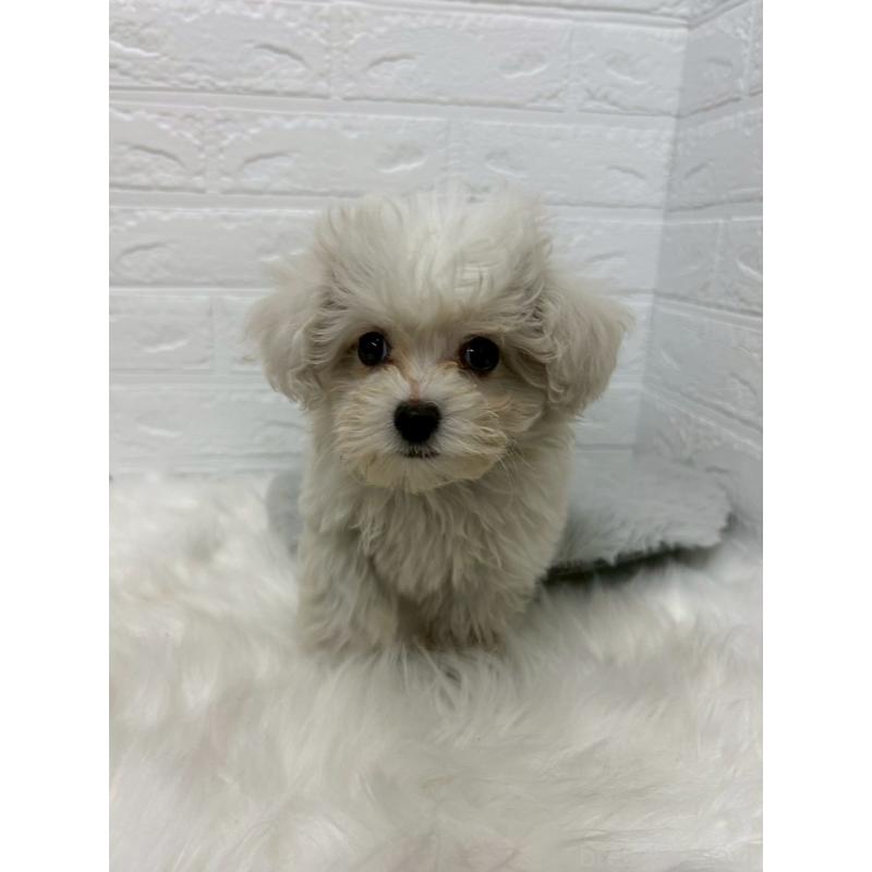 販売中の岡山県のビションプー:ビションフリーゼ×トイプードル-439571の9枚目