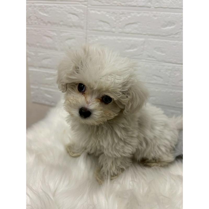 販売中の岡山県のビションプー:ビションフリーゼ×トイプードル-439571の8枚目