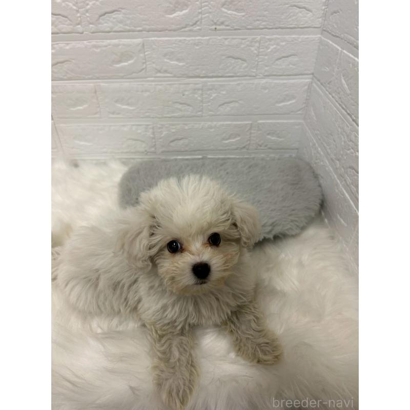 販売中の岡山県のビションプー:ビションフリーゼ×トイプードル-439571の7枚目