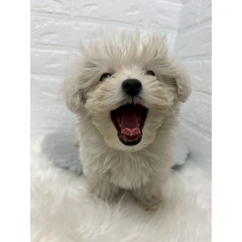 販売中の岡山県のビションプー:ビションフリーゼ×トイプードル-439571の6枚目