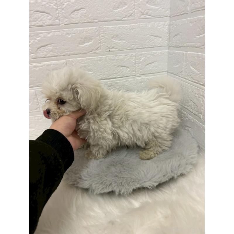 販売中の岡山県のビションプー:ビションフリーゼ×トイプードル-439571の5枚目