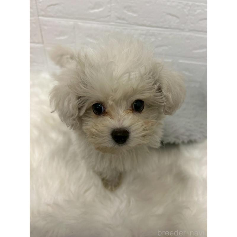 販売中の岡山県のビションプー:ビションフリーゼ×トイプードル-439571の4枚目