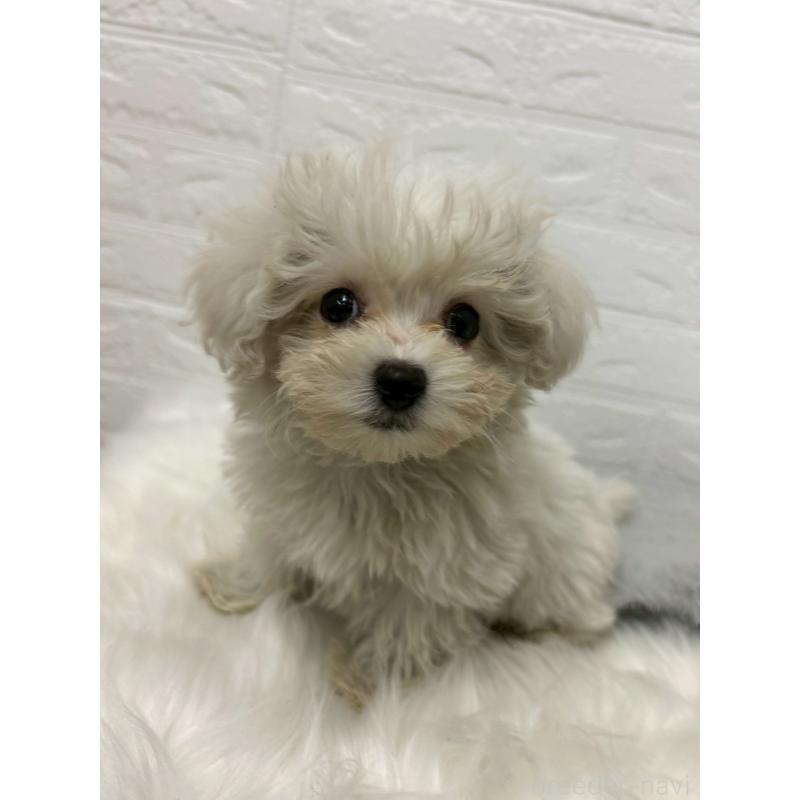 販売中の岡山県のビションプー:ビションフリーゼ×トイプードル-439571の3枚目