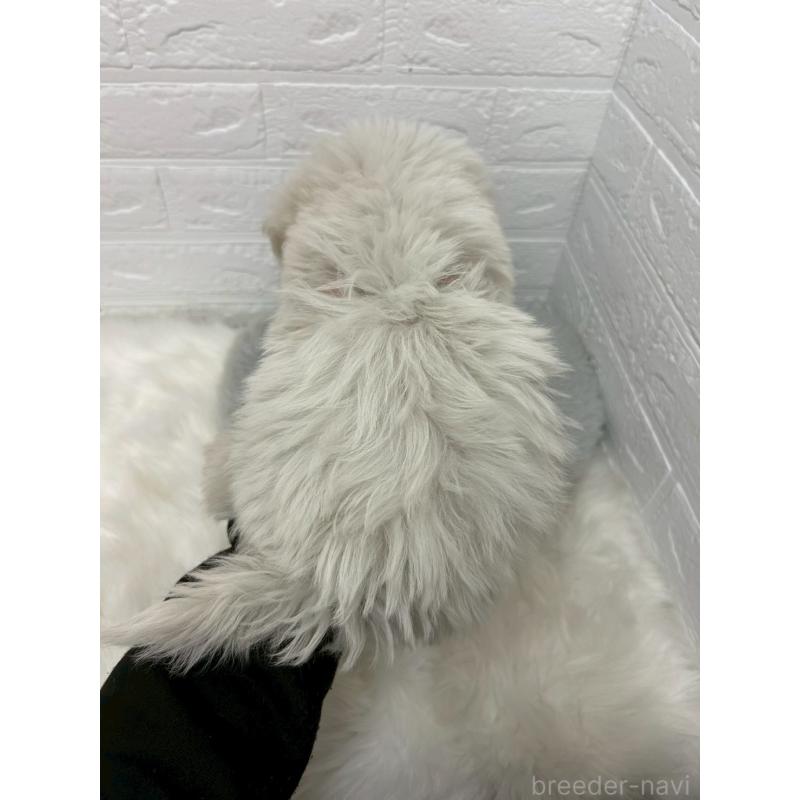 販売中の岡山県のビションプー:ビションフリーゼ×トイプードル-439571の2枚目