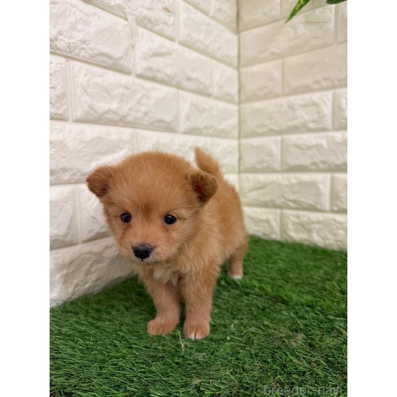 販売中の岡山県のミックス犬-439572の10枚目