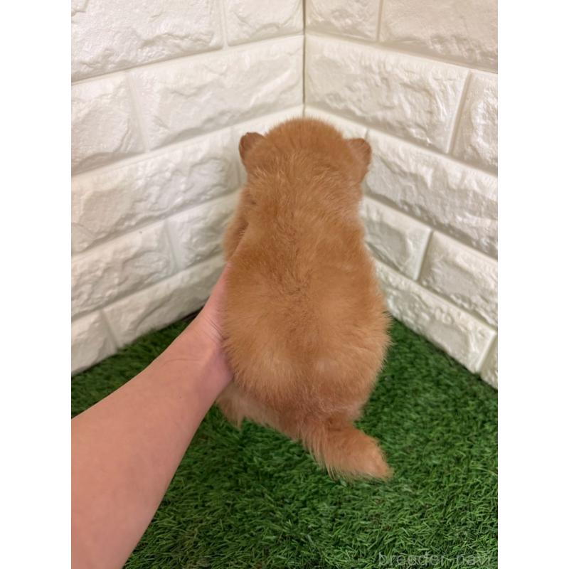 販売中の岡山県のミックス犬-439572の5枚目