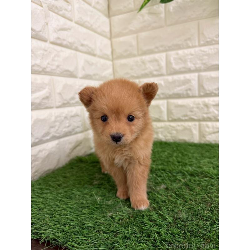 販売中の岡山県のミックス犬-439572の2枚目