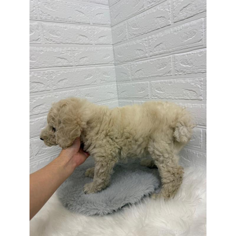 販売中の岡山県のスタンダードプードル-439573の16枚目