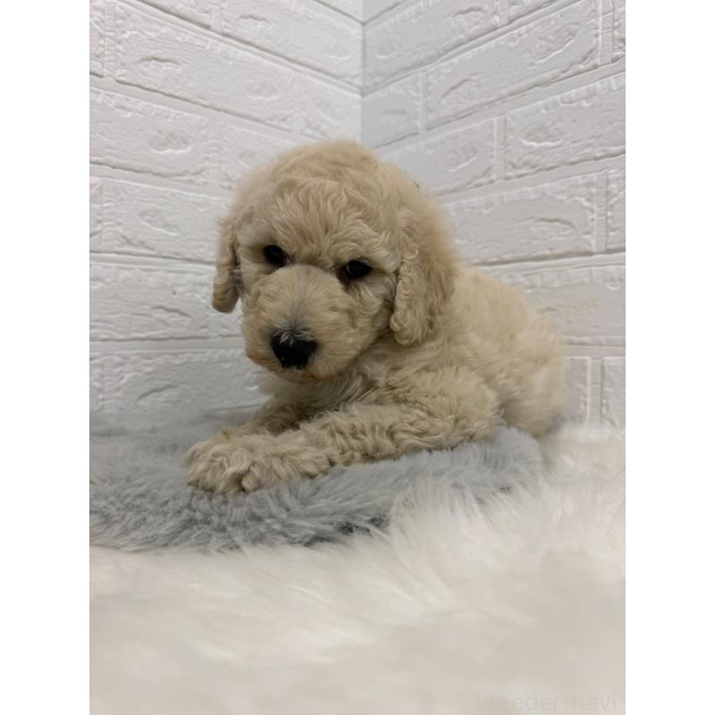 販売中の岡山県のスタンダードプードル-439573の13枚目