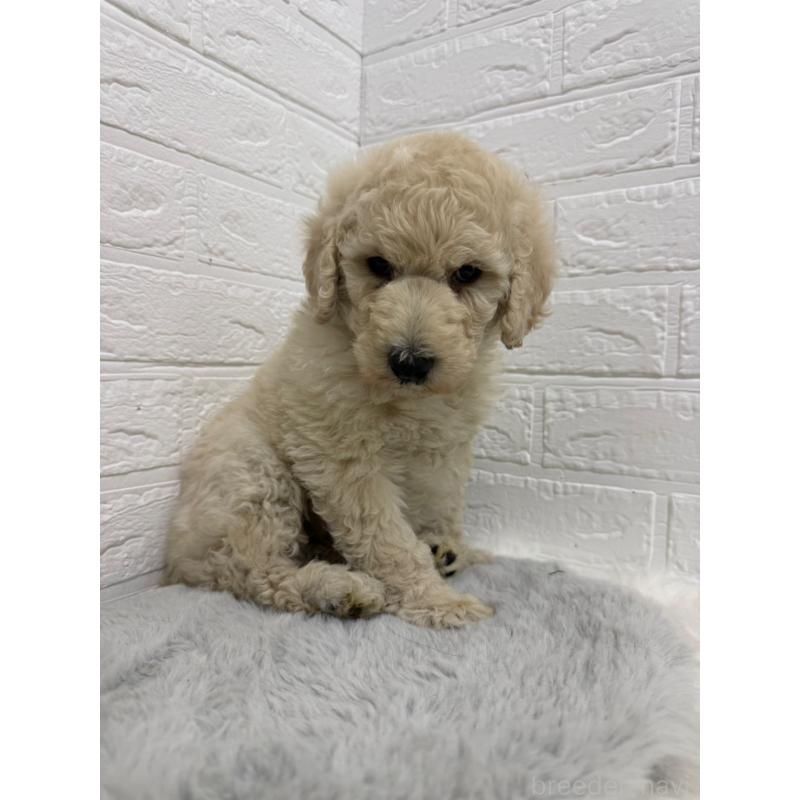 販売中の岡山県のスタンダードプードル-439573の12枚目