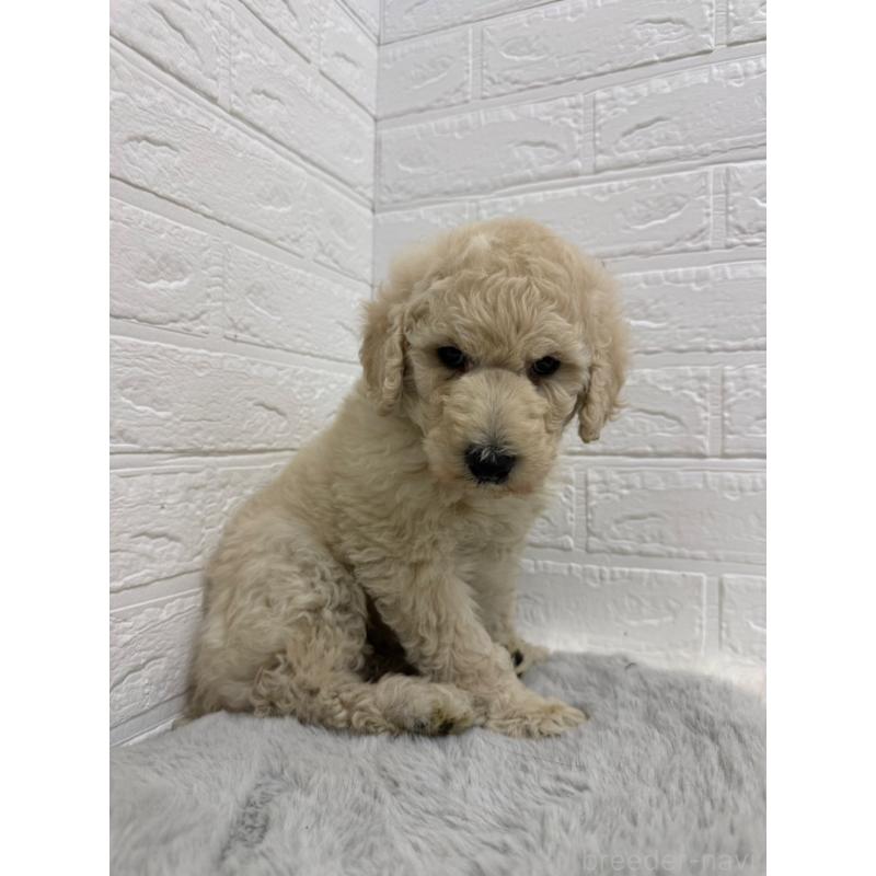 販売中の岡山県のスタンダードプードル-439573の11枚目