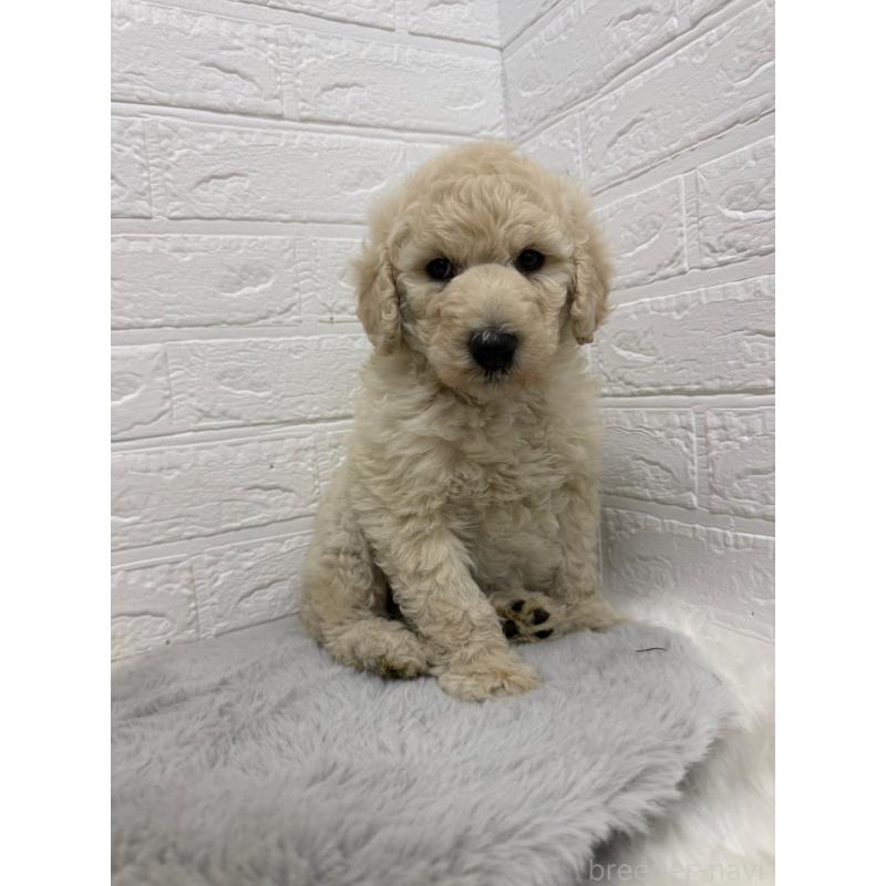 販売中の岡山県のスタンダードプードル-439573の10枚目