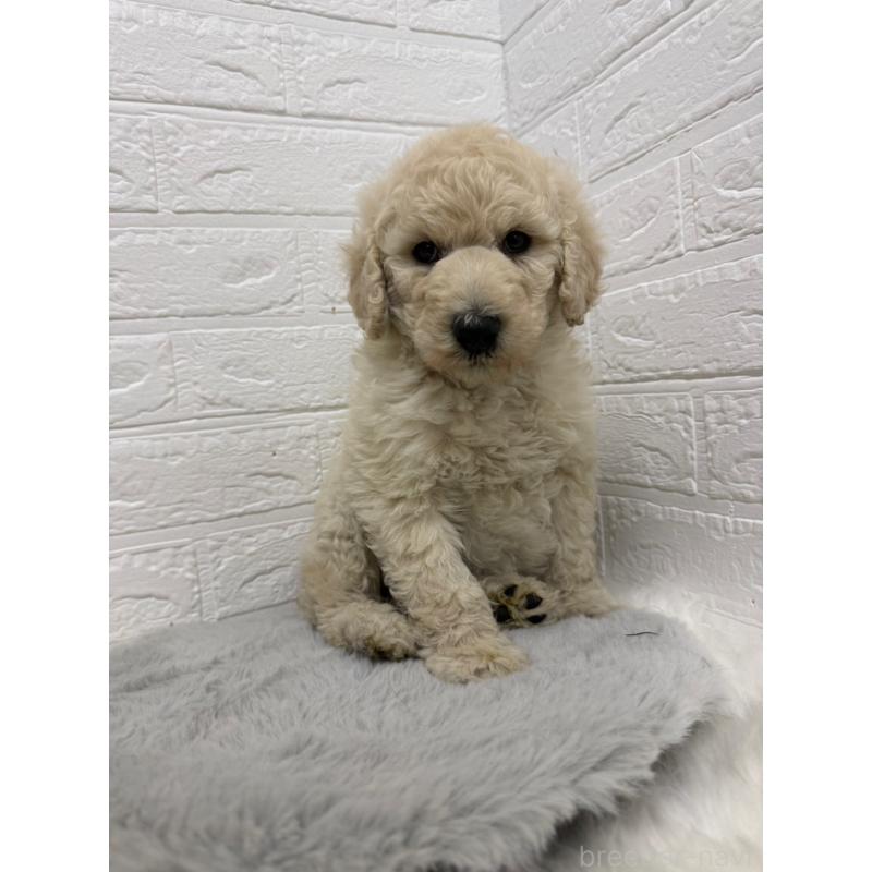 販売中の岡山県のスタンダードプードル-439573の9枚目