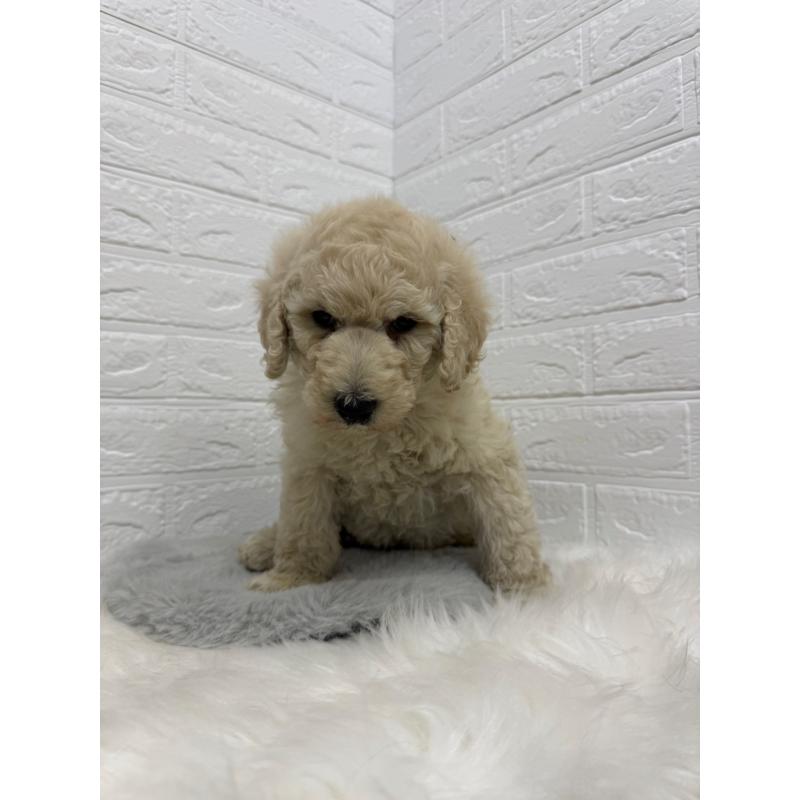 販売中の岡山県のスタンダードプードル-439573の8枚目