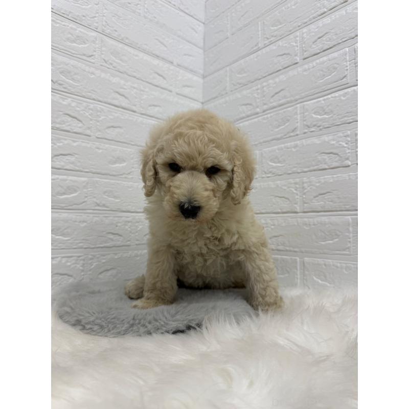 販売中の岡山県のスタンダードプードル-439573の7枚目