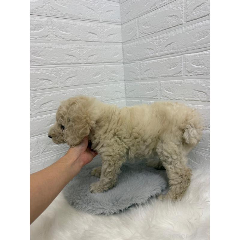 販売中の岡山県のスタンダードプードル-439573の5枚目