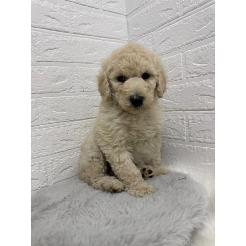 販売中の岡山県のスタンダードプードル-439573の3枚目